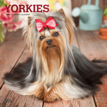 Calendar Yorkshire Terriers 2021 Square Foil Book