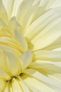 Paperback Marguerite Notebook Book