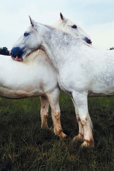 Paperback 2020 Daily Planner Horse Photo Equine Percherons Grooming Each Other 388 Pages: 2020 Planners Calendars Organizers Datebooks Appointment Books Agendas Book