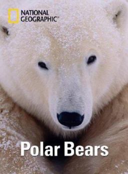 Cards National Geographic Polar Bears: Notecard Box Book