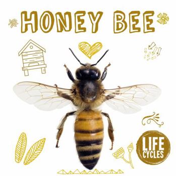 Paperback Honey Bee (Life Cycles) Book