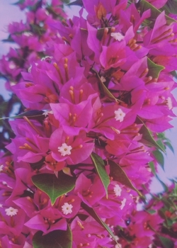 Paperback Flower Tower Sketch Journal Book