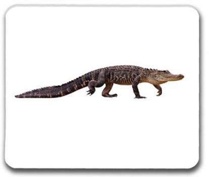Reptiles Vocabulary Cards