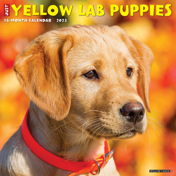 Calendar Just Yellow Lab Puppies 2023 Wall Calendar Book