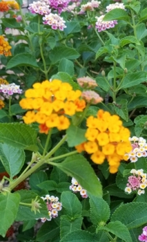 Hardcover Springtime Joy Sketchbook Book