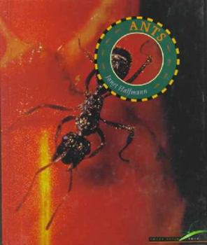 Hardcover Ants (Bugs (Mankato, Minn.).) Book