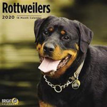 Calendar Rottweilers Wall Calendar 2020 Book