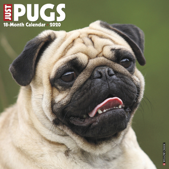 Calendar Just Pugs 2020 Wall Calendar (Dog Breed Calendar) Book