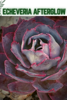 Paperback Echeveria Afterglow: Become a professional Planter Book