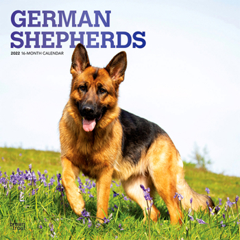 German Shepherds 2022 Square
