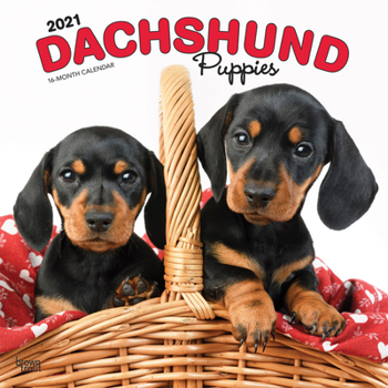 Calendar Dachshund Puppies 2021 Square Book