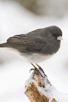 Paperback Dark Eyed Junco Bird Sitting on a Tree Top Journal: 150 page lined notebook/diary Book