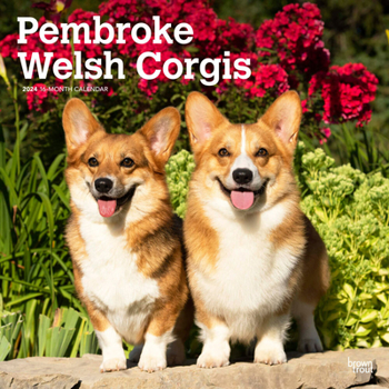 Calendar Welsh Corgis, Pembroke 2024 Square Book