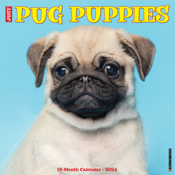 Calendar Just Pug Puppies 2024 12 X 12 Wall Calendar Book