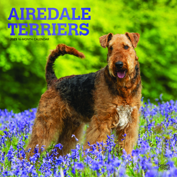 Calendar Airedale Terriers 2023 Square Foil Book