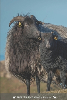 SHEEP! A 2020 Weekly Planner: Cover Sheep: January (Best Laid Plans)