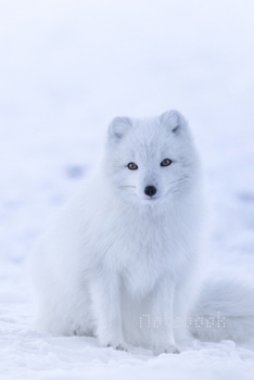 Notebook: Sketchbook Winter/snow/White dog / Notebook Journal Winter Workbook Diary / Christmas Notebook/ Gift /Composition Blank 6x9 110 pages.