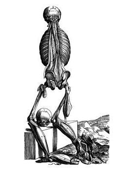 Anatomy Notebook: Skinless Man Muscles 14 - Andreas Vesalius Anatomy Art College Ruled Notebook | 110 Pages (Andreas Vesalius White Cover)