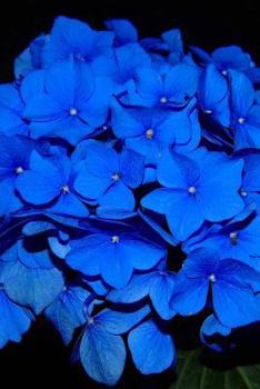 Paperback Nikko Blue Mophead Hydrangea, for the Love of Flowers: Blank 150 Page Lined Journal for Your Thoughts, Ideas, and Inspiration Book