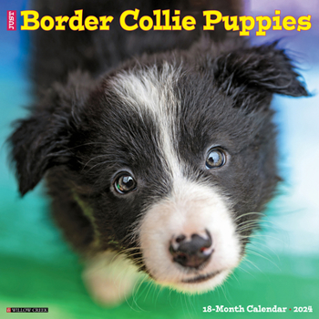 Calendar Just Border Collie Puppies 2024 12 X 12 Wall Calendar Book