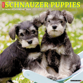 Calendar Just Schnauzer Puppies 2024 12 X 12 Wall Calendar Book