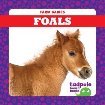 Board book Foals Book