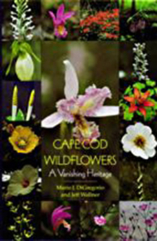 Paperback Cape Cod Wildflowers: A Vanishing Heritage Book