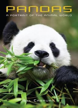 Hardcover Pandas: A Portrait of the Animal World Book