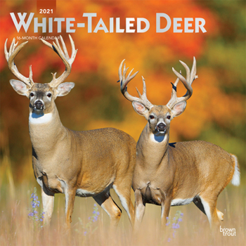 Calendar White Tailed Deer 2021 Square Foil Book