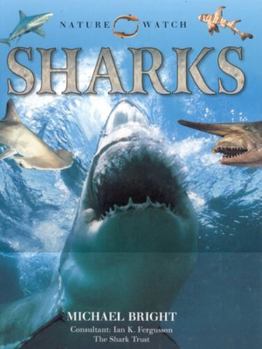 Paperback Sharks -OS Book