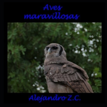 Paperback Aves Maravillosas [Spanish] Book