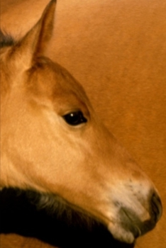 Paperback 2020 Weekly Planner Horse Photo Equine Foal Closeup 134 Pages: 2020 Planners Calendars Organizers Datebooks Appointment Books Agendas Book