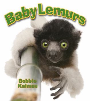 Paperback Baby Lemurs Book