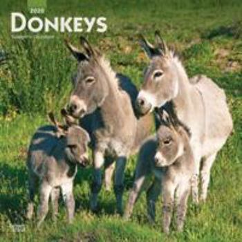 Calendar Donkeys 2020 Square Book