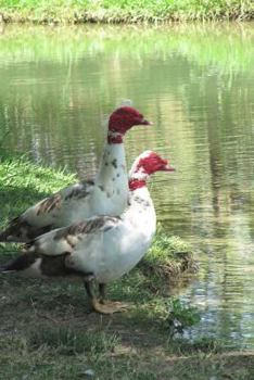 Paperback Two Muscovy Ducks by the Pond Water Fowl Journal: 150 Page Lined Notebook/Diary Book