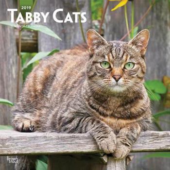 Calendar Tabby Cats 2019 Square Book