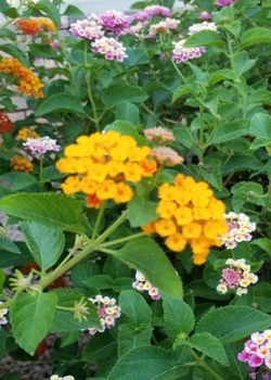 Paperback Springtime Joy Sketch Journal Book