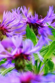 Paperback Cornflower Notebook Book