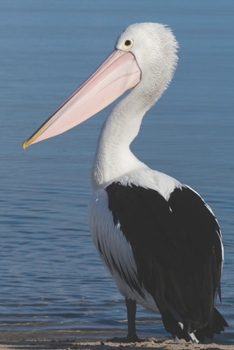 Pelikan: Notizbuch / Tagebuch toller Vogel - DIN A5 120 Seiten punktiert / Punkteraster - Geschenkidee Vogelliebhaber (German Edition)