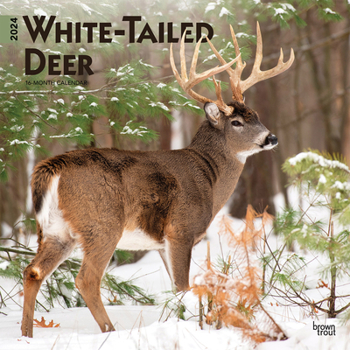 Calendar White Tailed Deer 2024 Square Book