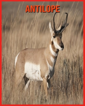 Antilope: Faszinierende Antilope Fakten f?r Kinder mit atemberaubenden Bildern!