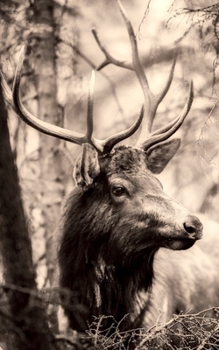 Notebook: deer elk animal wildlife stag male antlers animal rights