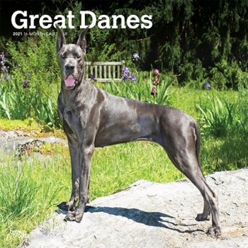 Calendar Great Danes 2021 Square Book