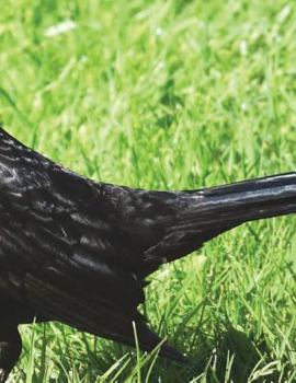 Paperback Notebook Large Size 8.5 x 11 Ruled 150 Pages: Birds Design Book