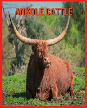 Paperback Ankole Cattle: Beautiful Pictures & Interesting Facts Children Book About Ankole Cattle Book