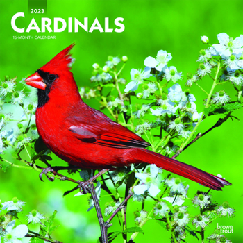 Cardinals 2023 Square