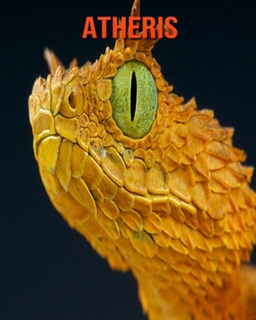 Atheris: Photos Etonnantes & Recueil d'Informations Amusantes Concernant les Atheris
