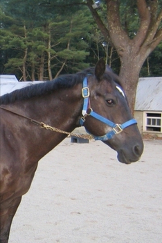 Paperback 2020 Weekly Planner Horse Photo Equine Paddock Stable 134 Pages: 2020 Planners Calendars Organizers Datebooks Appointment Books Agendas Book
