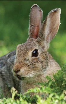 Hardcover Rabbit Lined Journal Book