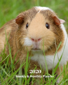 Paperback 2020 Weekly and Monthly Planner: Brown Guinea Pig - Monthly Calendar with U.S./UK/ Canadian/Christian/Jewish/Muslim Holidays- Calendar in Review/Notes Book